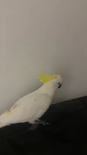 ببغاء yellow crested cockatoo للبيع