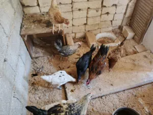 دجاج للبيع