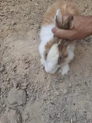 ‏أرانب‏1