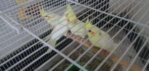 ثلاث افراخ كوكايل