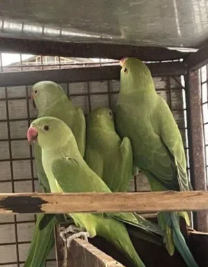 متوه دره الاخضر