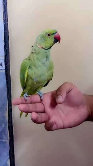 Training And Taming . Birds Training0