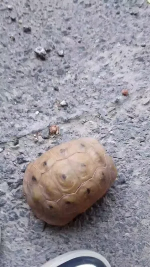 سلحفاه سلحفاه