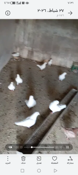 حمام فرنسي جامبو فوق جامبو شغال منتج موجود كمان حمام  كنك براملي