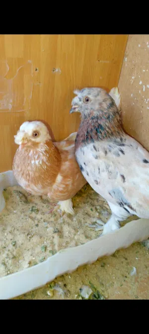 جوز مكويات شوف الوصف