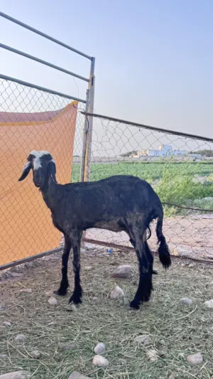 جاعده للبيع فيها حليب وافر