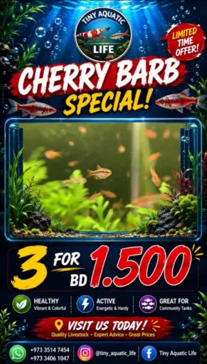 Cherry barb fish