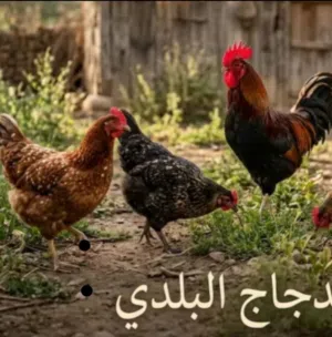 نشتري دجاج بلدي احمر