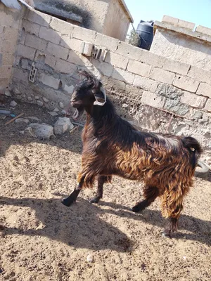 ‏ماعز‏0