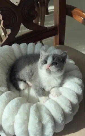 British and scottish kitten