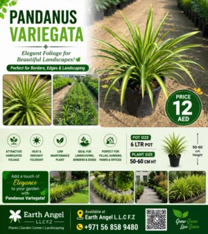 Pandanus Variegata – Elegant Variegated Foliage Plant  50-60 cm Height  6L Pot
