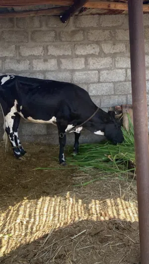 بقرة بكر لم يسبق لها الوالده لايوجد بها عشر