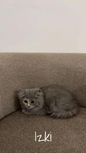 بيعه مستعجله
