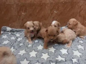 maltipoo is a mix breed which is Maltese and poodle.