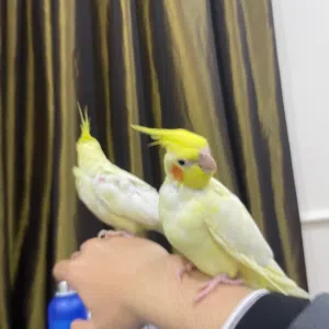 زوج كوكتيل غزير الانتاج