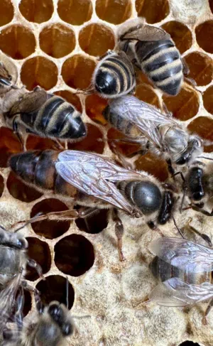 ملكات نحل ملقحه للبيع