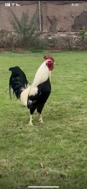 3 جاجات وديكين للبيع