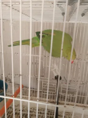 ببغاء ذرة هندي
