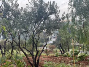 Residential Land for Sale in Zarqa Birayn