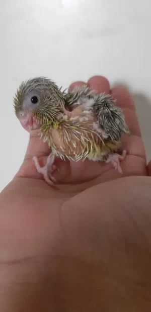 Pacific parrotlet chick...homebreed
