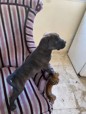 جرو كين كورسو cane corso