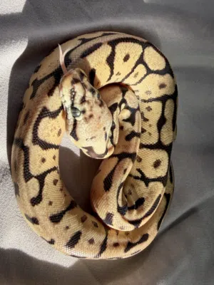 Ball python