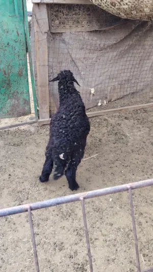 كبش محقوص ما شاء الله تبارك الرحمن ذبيحه طيبه
