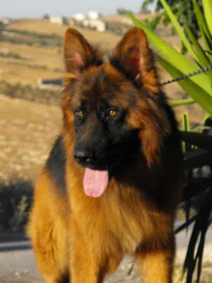German Shepherd Sholine Ling Hair