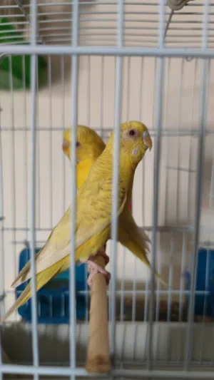 السلام عليكم كوبيه نظافه ربي يبارك بيع او تبديل
