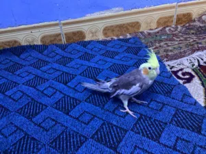 طيور كوكتيل من شارع المشاتل الأعظمية