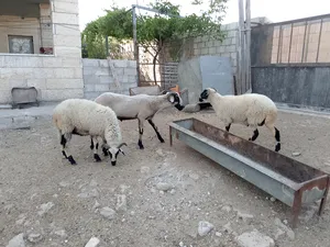 ‏غنم‏1