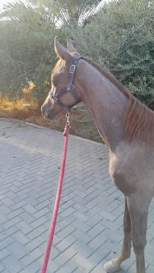 Horses0