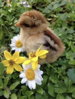 صوص دجاج كيوت Cute chicken sauce available in 15 small quantities. Serious inquiries only.