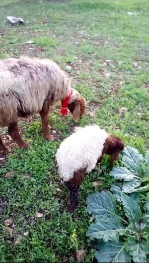 نعجة وراها عبور عمر شهرين