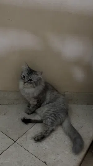 Cat for adoption (للتبني )