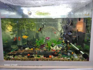 Fish Aquarium with accessories and fish’s