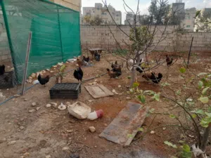 دجاج بلدي بياض للبيع 22 دجاجه وديكين ماشاء الله نخب كلو بلدي سعر الكوم 175دينار