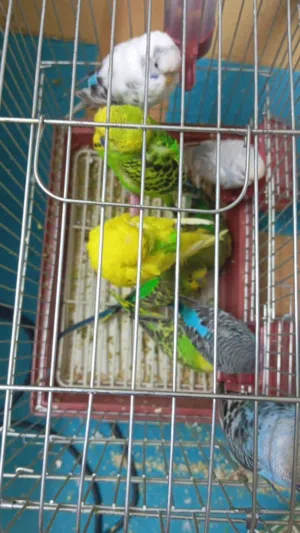 طيور حب الجوز 6 دنانير فقط