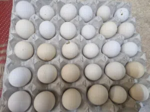 بيض فرنسي عماني نسبه الفرنسي اكثر