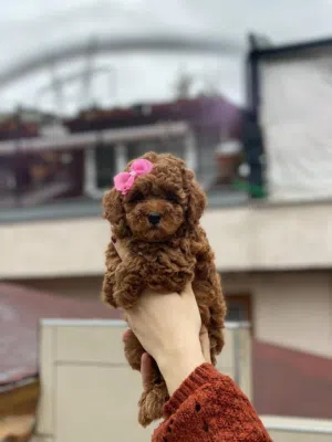 توي بودل Toy poodle