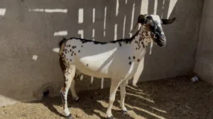 للبيع شاه مال صلالة