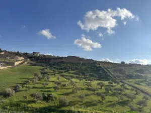 Farm Land for Sale in Zarqa Sarout