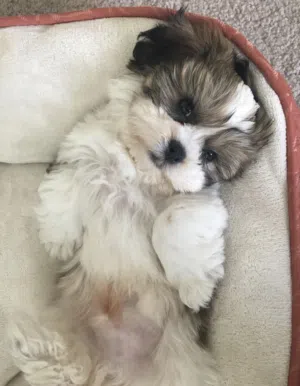 Dog 4-month-old female