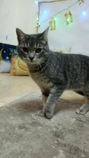 للتبني شانشيلا مكس روشن بلو عمر 11 شهر  الموقع اليادودة  مع اغراضهم