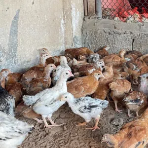 صيصان فرنسي البيور الاحمر والابيض