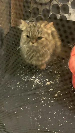 Cat for adoption URGENT
