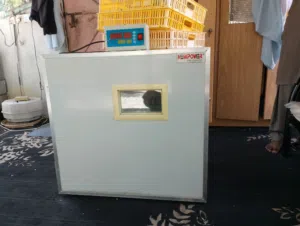 للبيع فقاسه بيض