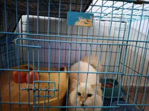 قط شيراز للبيع