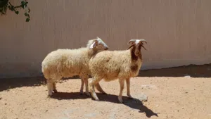 2خرفان وطنيات مشالله عمرهم ف7شهور سليمات من الامراض..