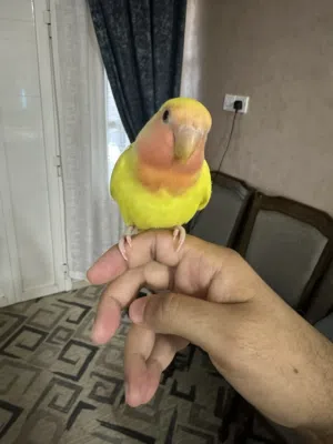 ببغاء روز العمر شهرين مع القفص